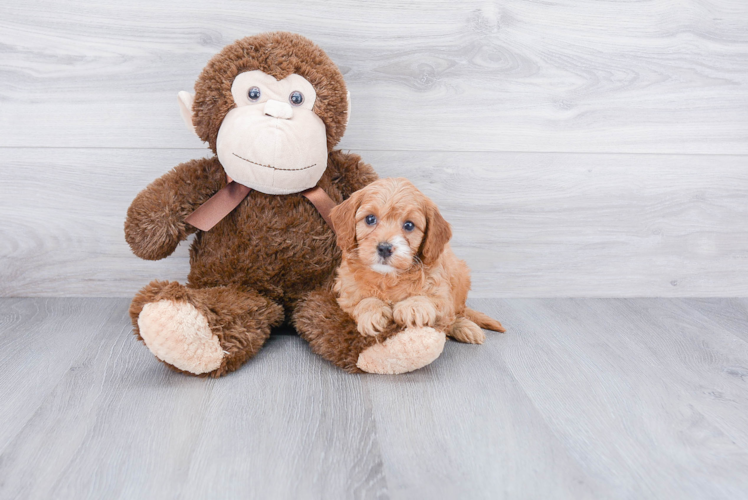 Cavapoo Pup Being Cute