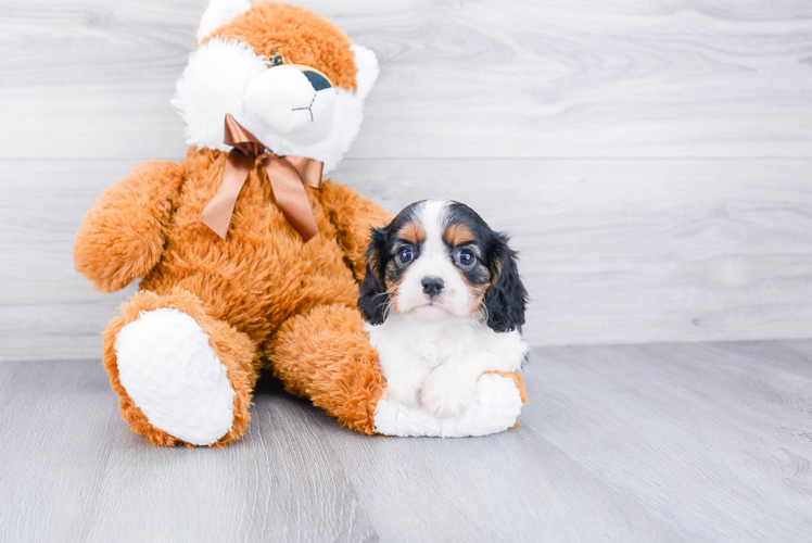 Cavalier King Charles Spaniel Puppy for Adoption