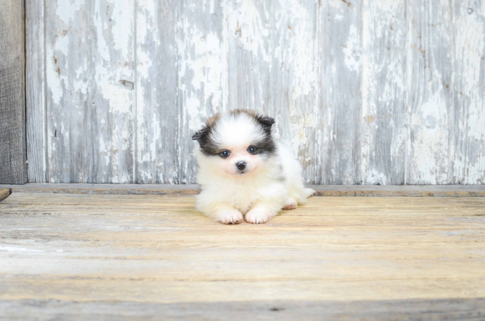 Akc Registered Pomeranian Purebred Pup