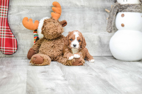 Cavapoo Puppy for Adoption