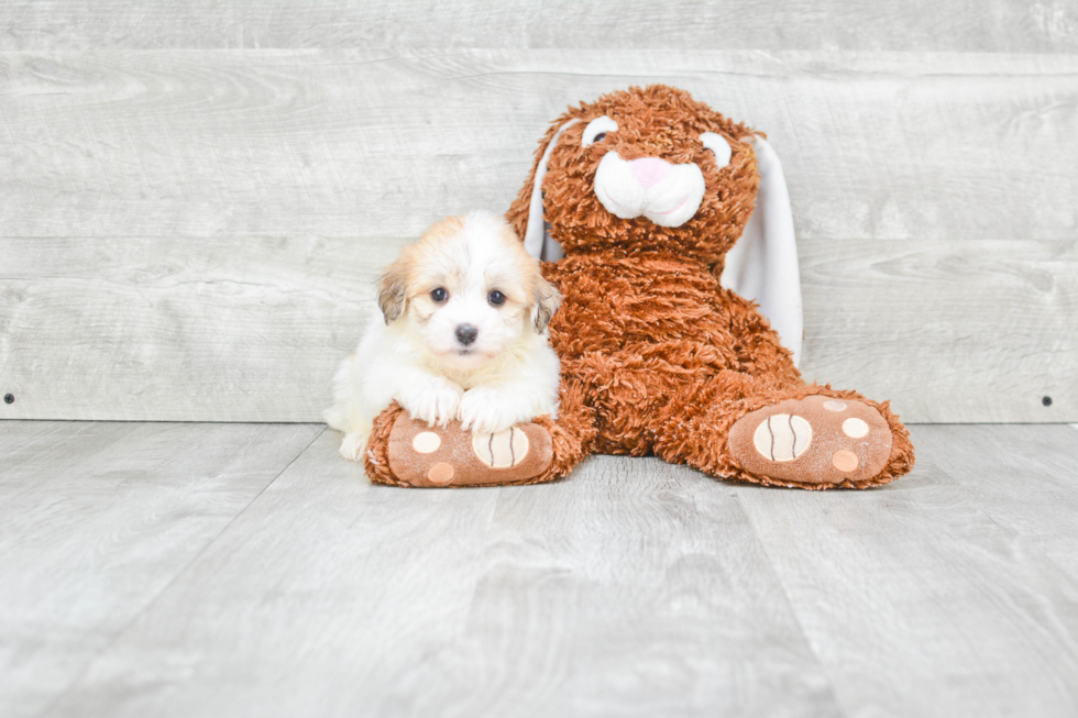 Havanese Pup Being Cute