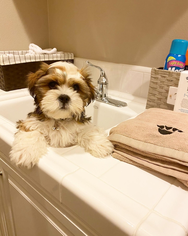 Shih Tzu Pictures, Size, Temperament +More | Premier Pups