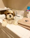 Friendly Shih Tzu Purebred Pup