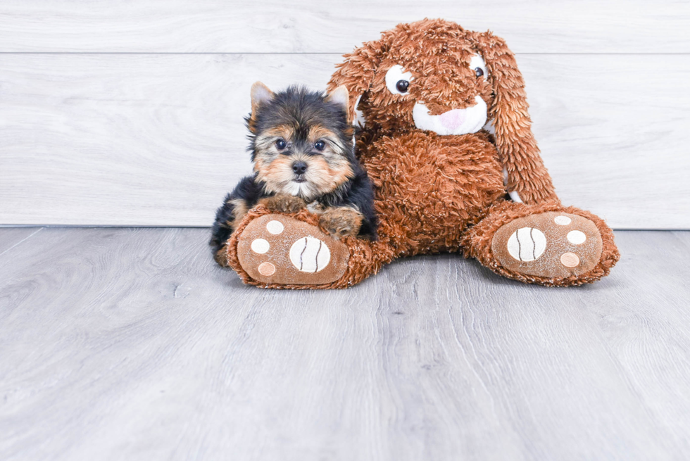 Meet Ronaldo - our Yorkshire Terrier Puppy Photo 