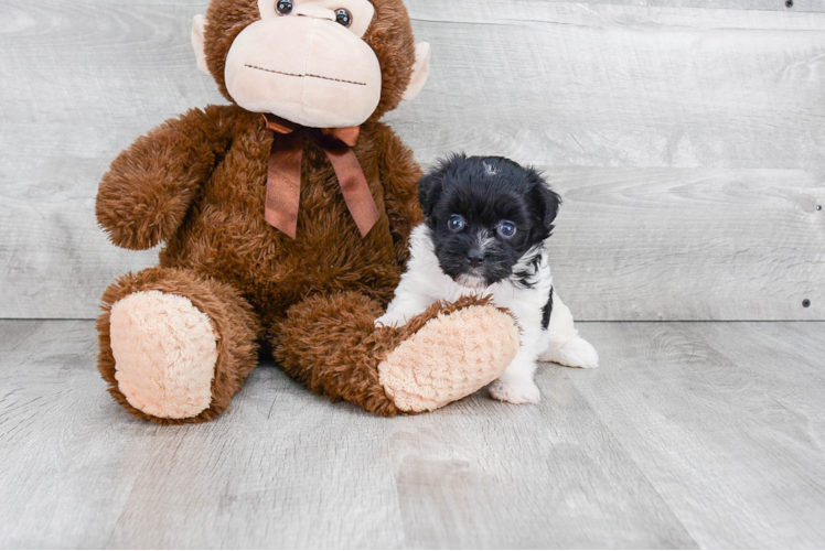 Popular Havanese Purebred Pup