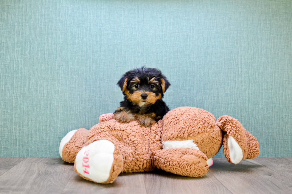 Meet Rebecca - our Yorkshire Terrier Puppy Photo 