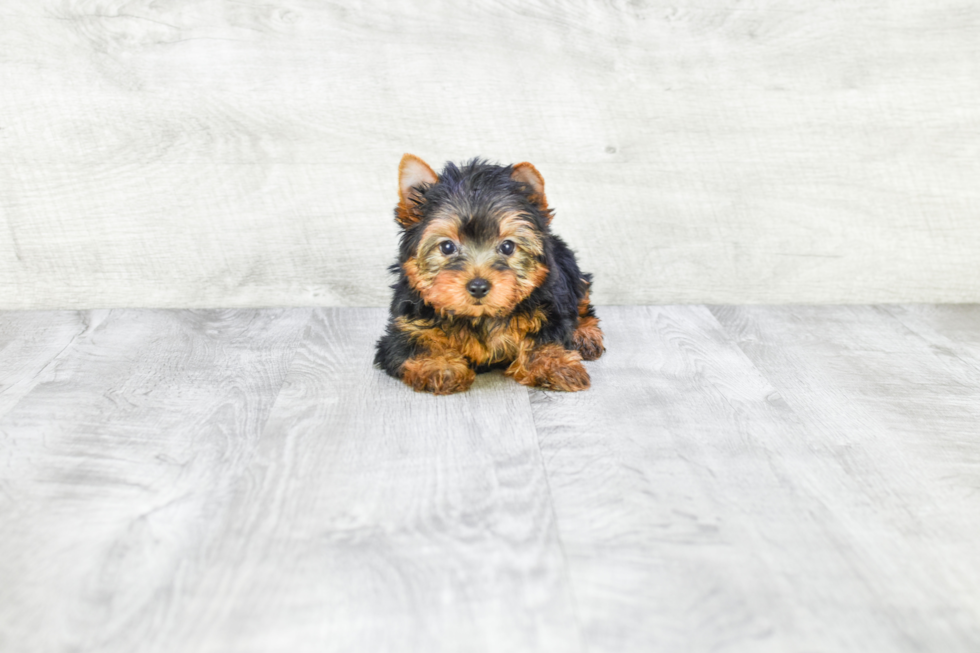 Meet Beckham - our Yorkshire Terrier Puppy Photo 