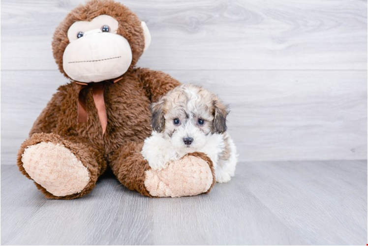 Best Maltipoo Baby