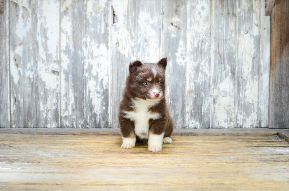 Little Mini Husky Designer Puppy