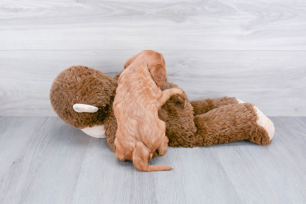 Cute Cavalier King Charles Spaniel Purebred Puppy