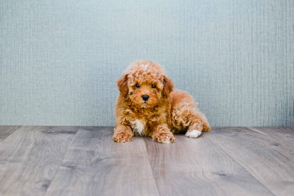 Small Cavapoo Baby