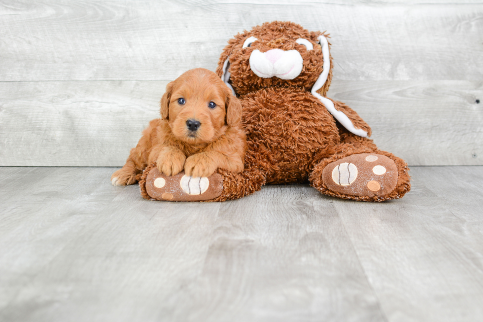 Sweet Mini Goldendoodle Baby