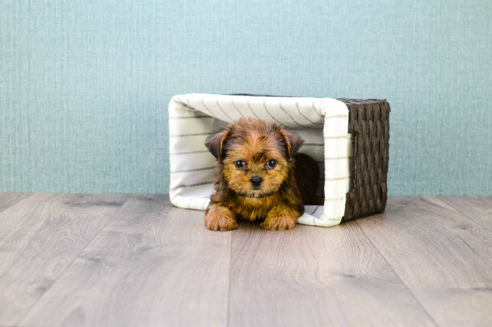 Meet Carebear - our Shorkie Puppy Photo 