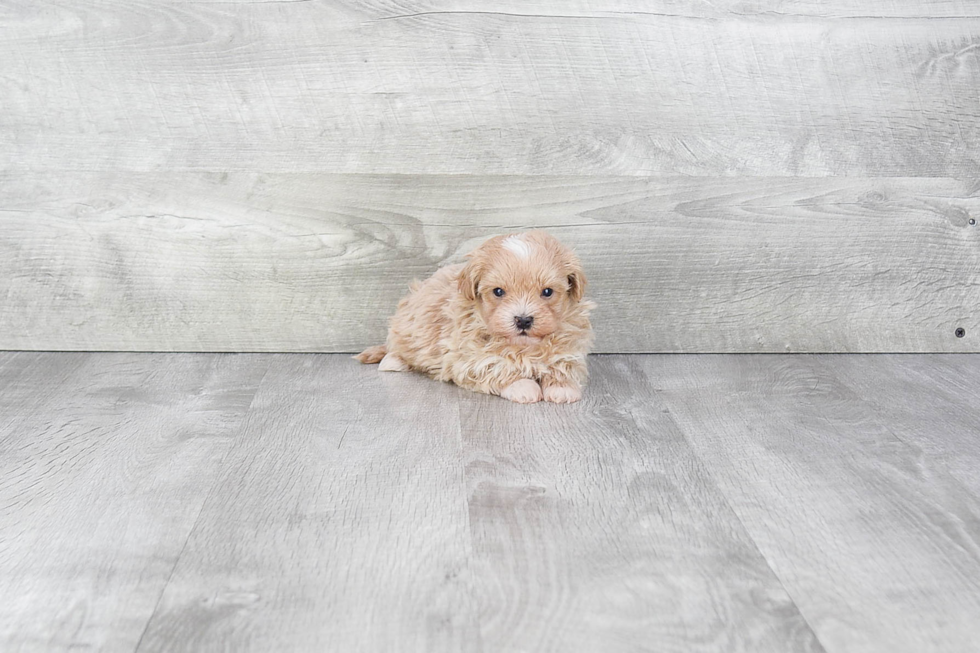 Maltipoo Pup Being Cute