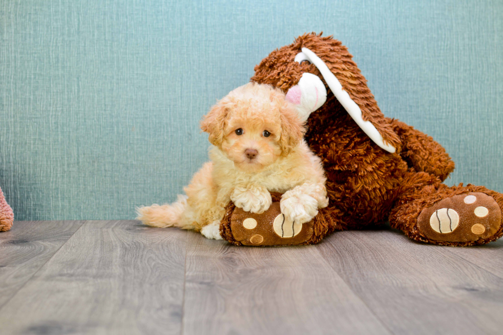 Playful Maltese Poodle Poodle Mix Puppy