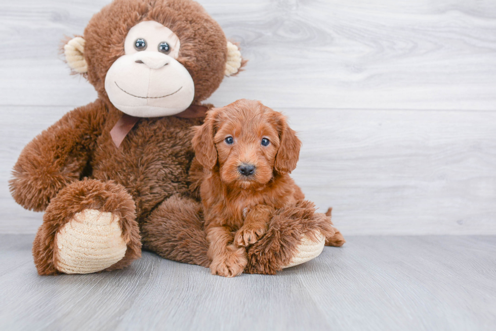 Little Golden Retriever Poodle Mix Puppy