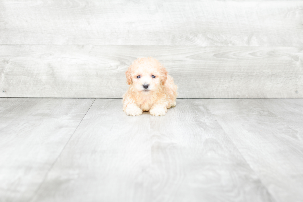 Maltipoo Pup Being Cute