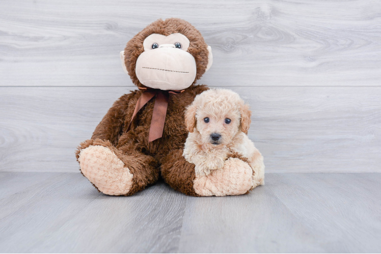 Petite Maltipoo Poodle Mix Pup