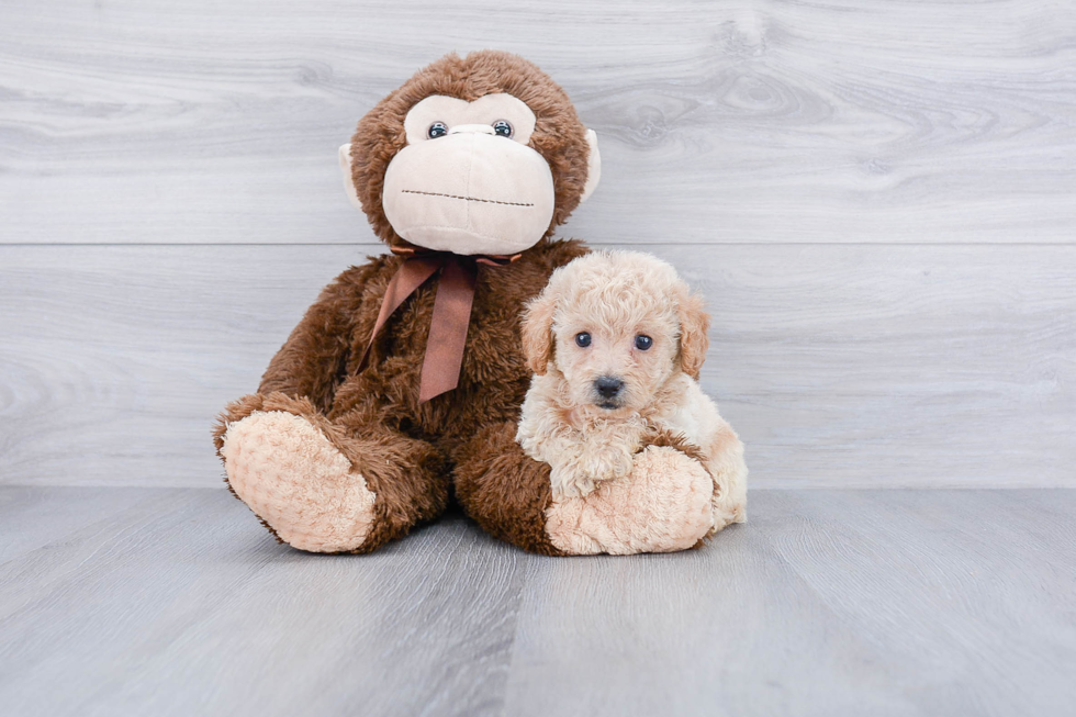 Petite Maltipoo Poodle Mix Pup