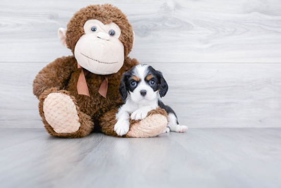 Funny Cavalier King Charles Spaniel Purebred Pup