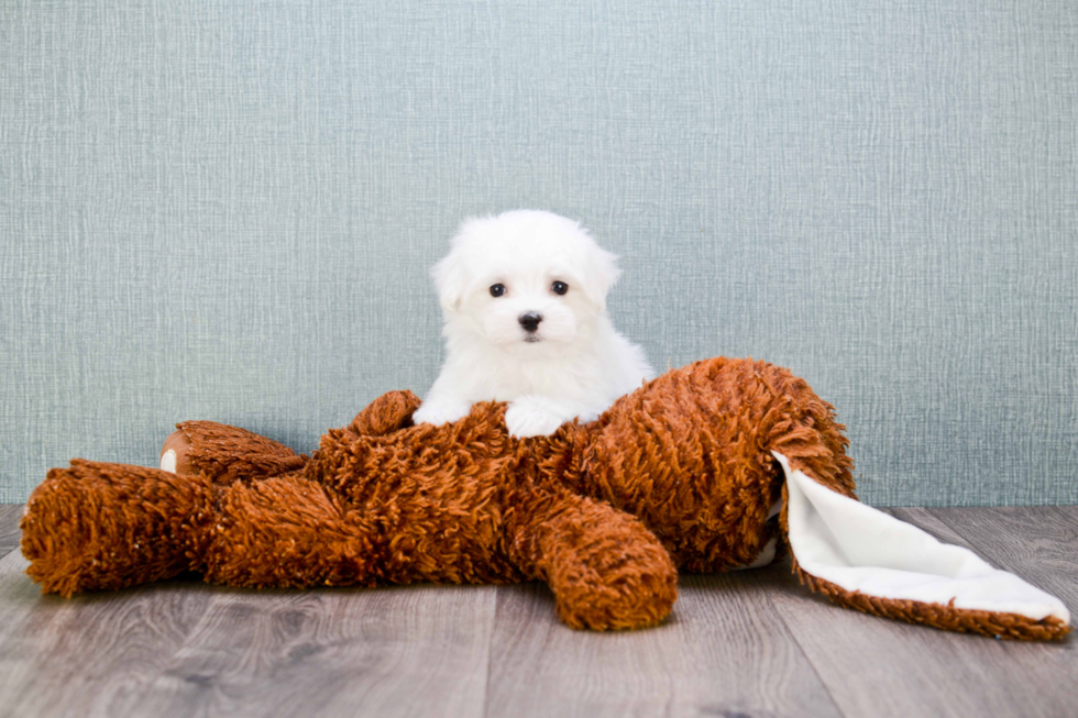 Hypoallergenic Maltese Baby