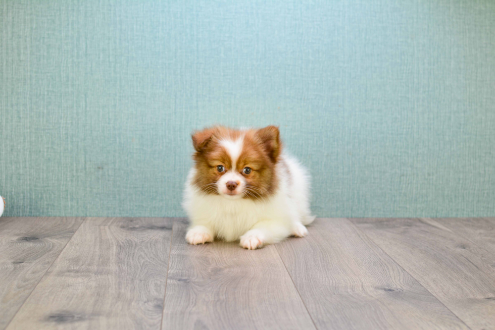 Pomeranian Pup Being Cute