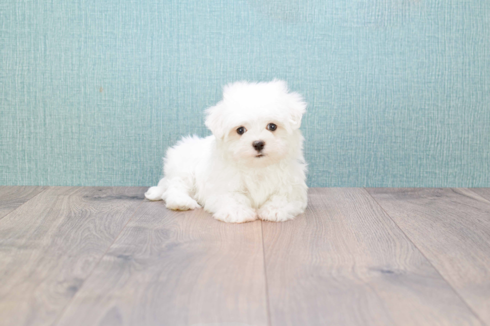 Happy Maltese Purebred Puppy