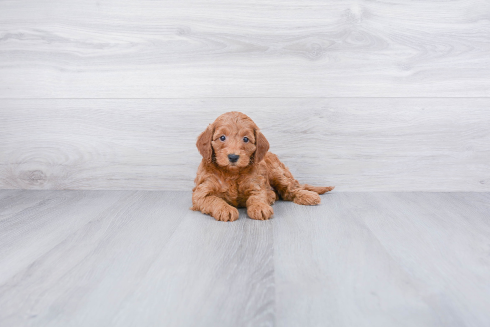 Cockapoo Puppy for Adoption