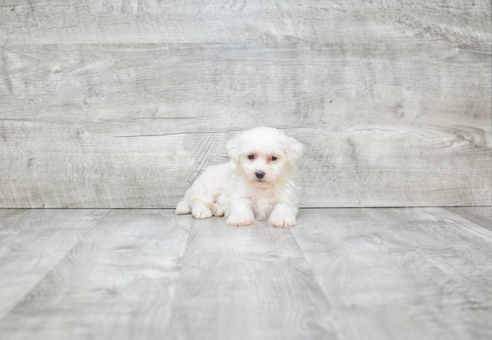 Teddy Bear Pup Being Cute