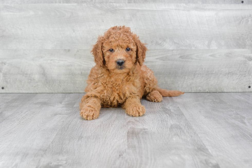 Mini Goldendoodle Puppy for Adoption