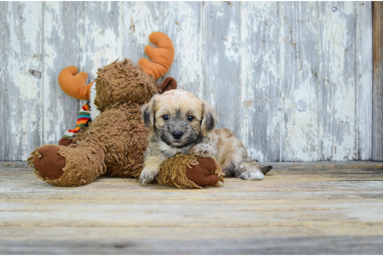 Havanese Puppy for Adoption