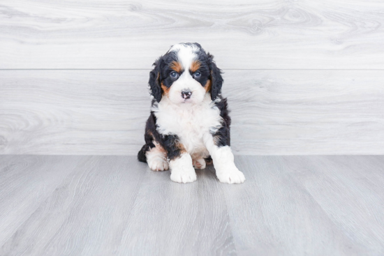 Petite Mini Bernedoodle Poodle Mix Pup