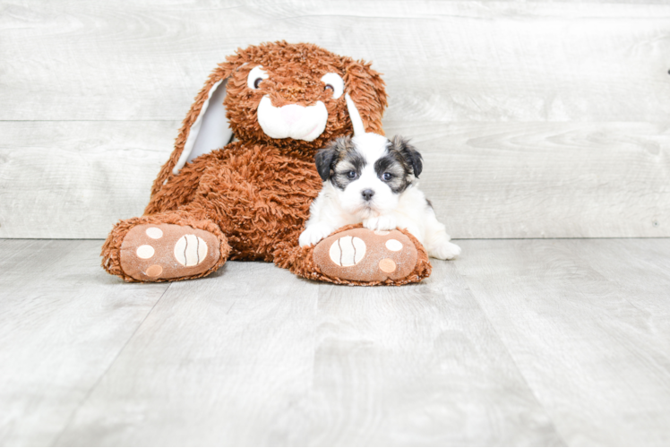 Fluffy Teddy Bear Designer Pup