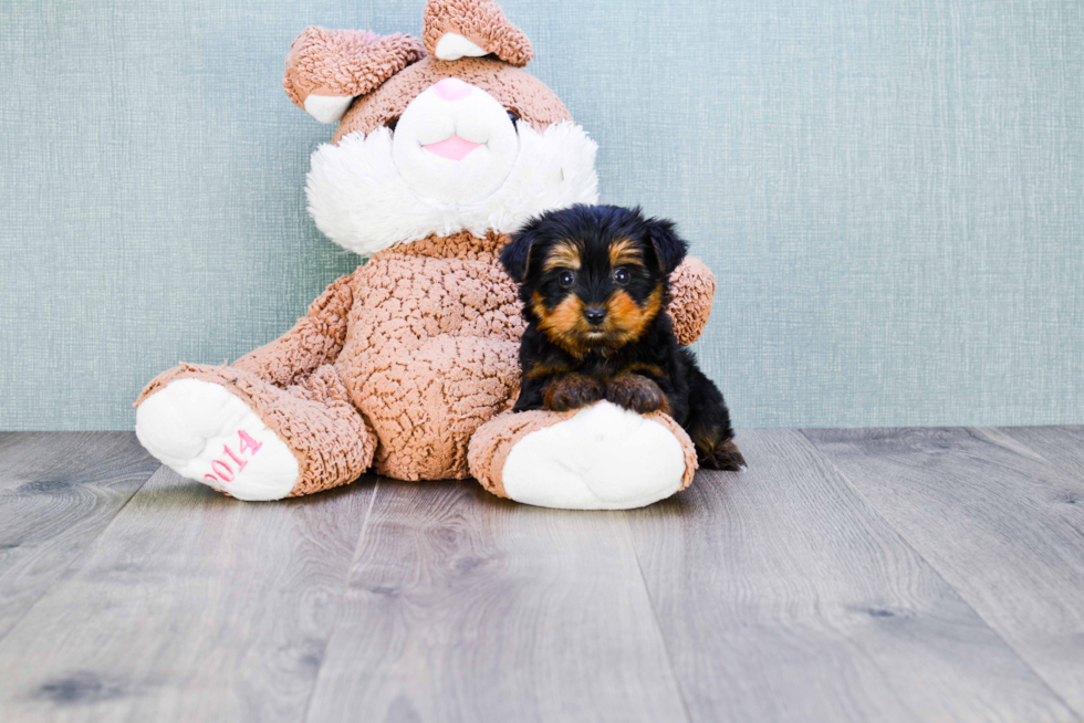 Meet Capone - our Yorkshire Terrier Puppy Photo 