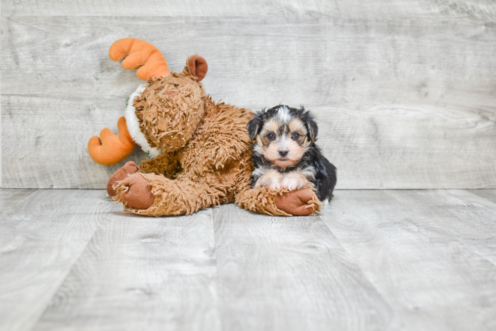 Morkie Puppy for Adoption