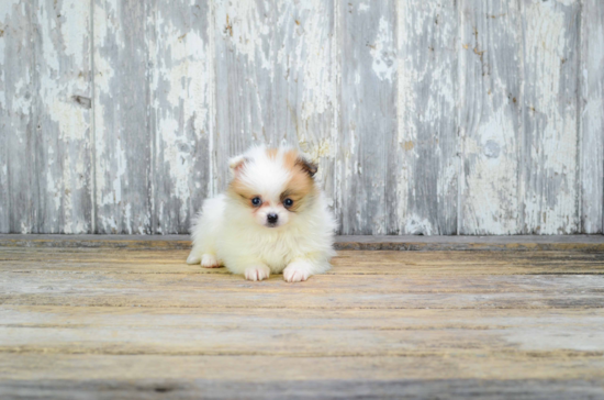 Best Pomeranian Baby