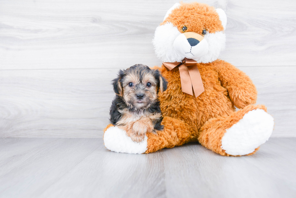 Friendly Morkie Baby