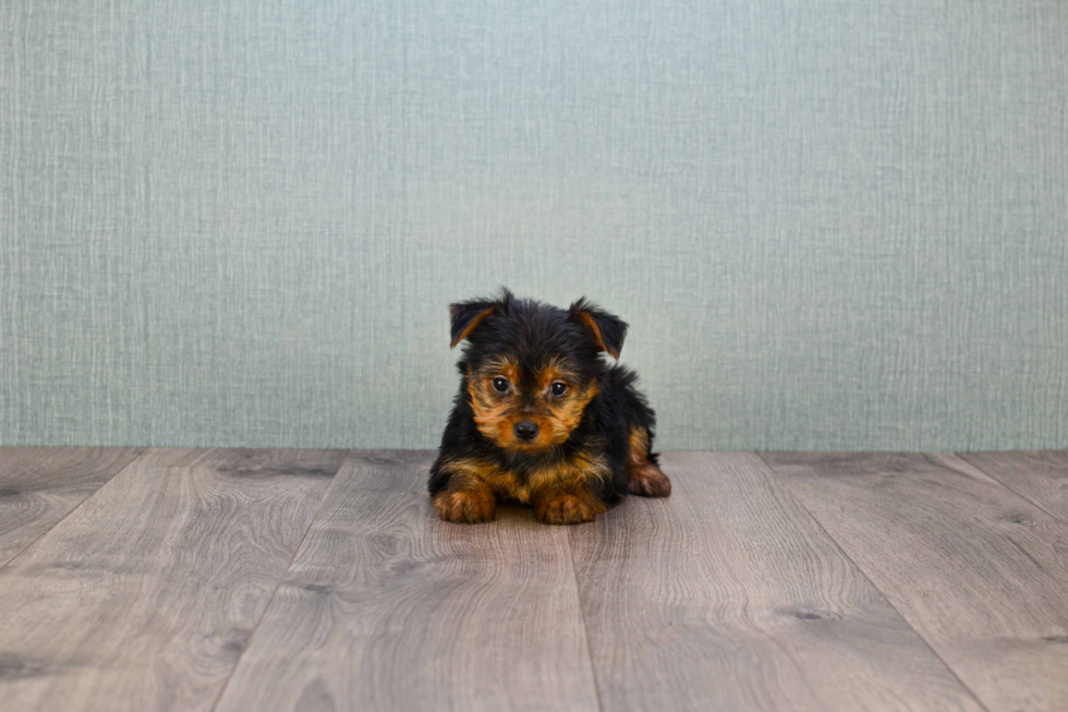 Meet Lisa - our Yorkshire Terrier Puppy Photo 