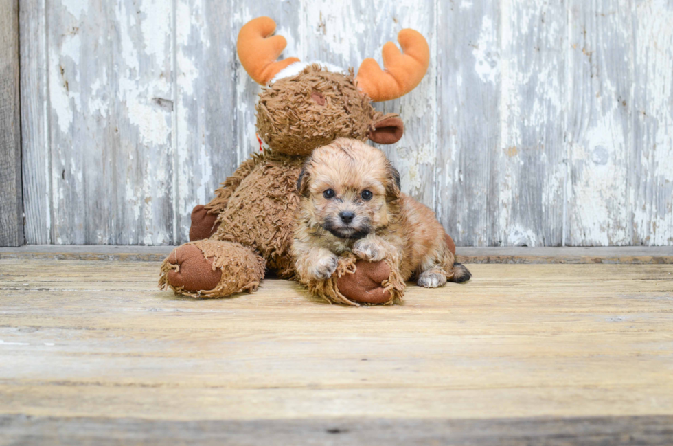 Teddy Bear Pup Being Cute