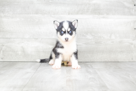 Best Pomsky Baby