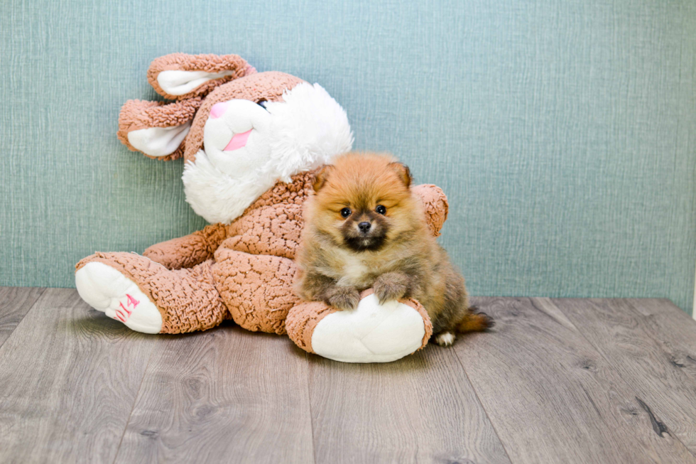 Popular Pomeranian Baby