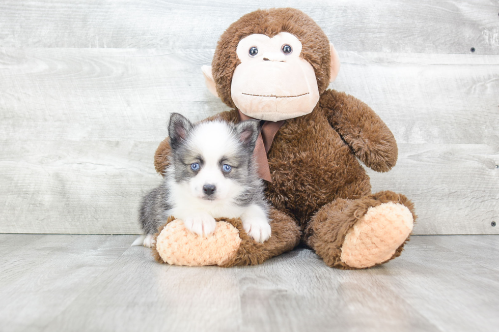 Friendly Pomsky Baby