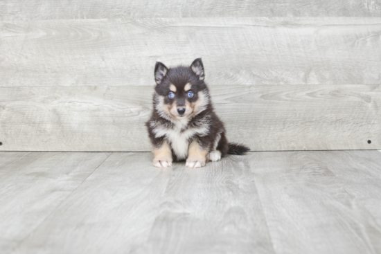 Smart Pomsky Designer Pup