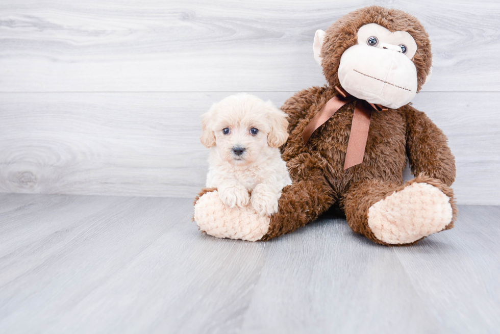 Best Maltipoo Baby