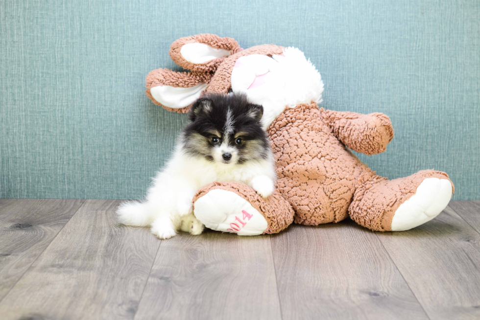 Fluffy Pomeranian Purebred Puppy