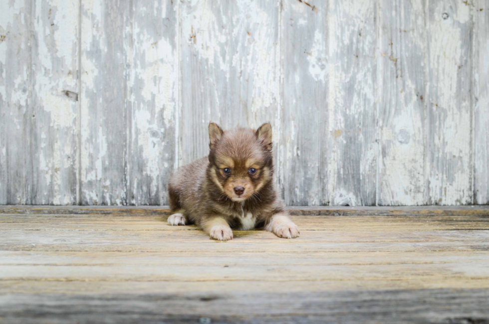 Hypoallergenic Mini Husky Designer Puppy