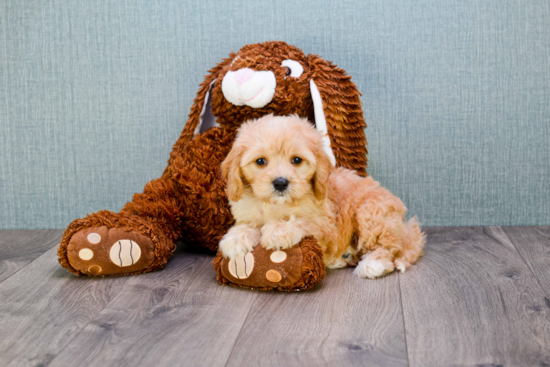 Playful Cavalier Designer Puppy