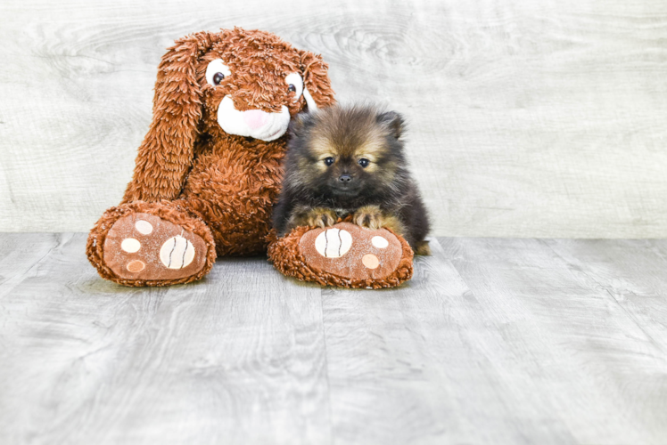 Little Pomeranian Purebred Pup