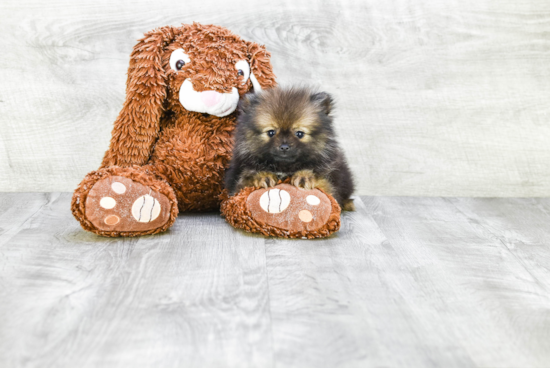 Little Pomeranian Purebred Pup