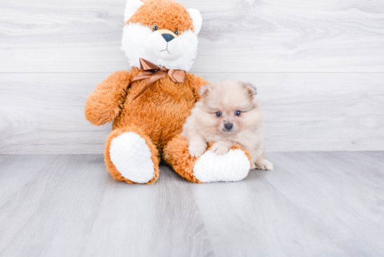 Friendly Pomeranian Purebred Pup